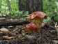 Sárga gyűrűstinóru (Suillus grevillei), Pilis